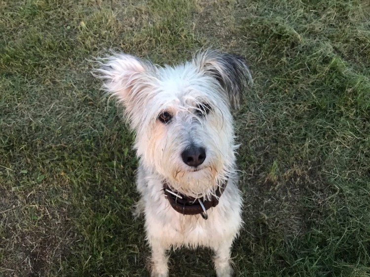 Чистокровный дворянин собака