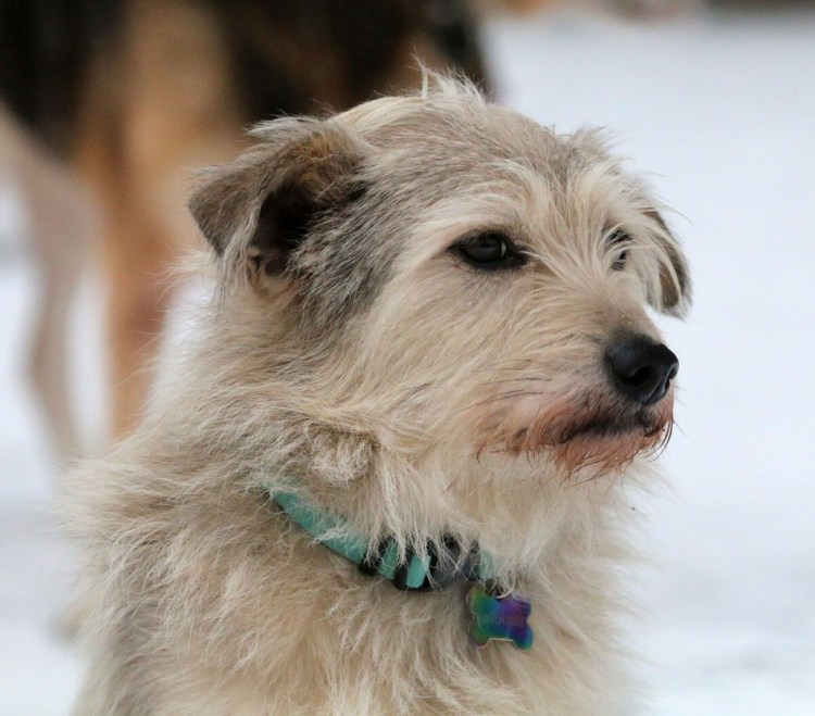 Лохматая дворняга