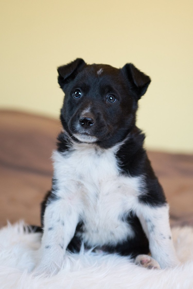 Дворянин собака