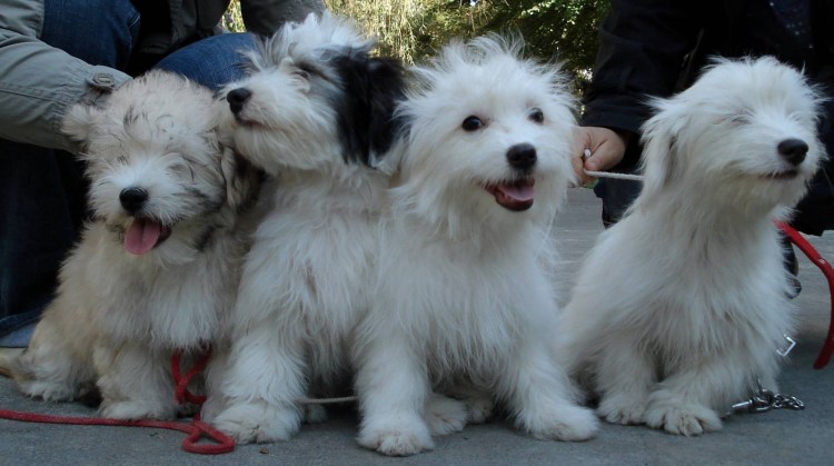 Охотничьи собаки гончие Борзые