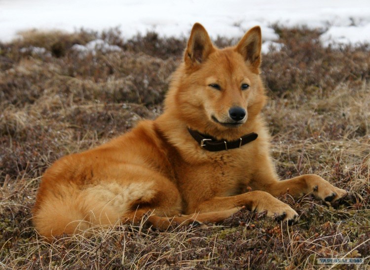 Карело-финская лайка
