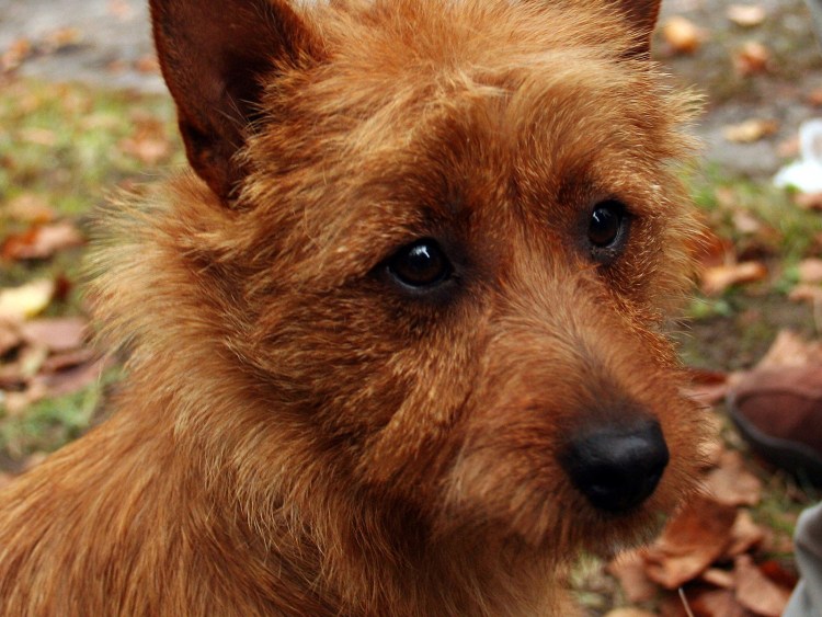 Австралийский рыжий терьер