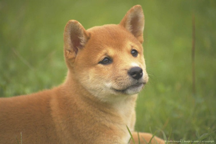 Собака похожая на лису короткошерстная