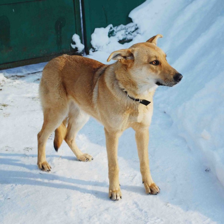 Дворняга овчарка рыжая