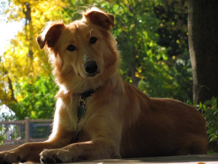 Метис колли и ретривера