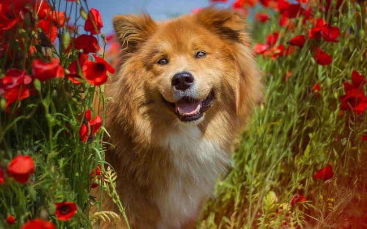 Рыжая собака