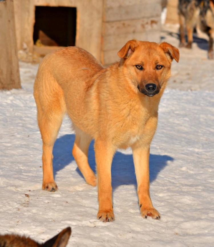 Бесхвостая овчарка рыжая