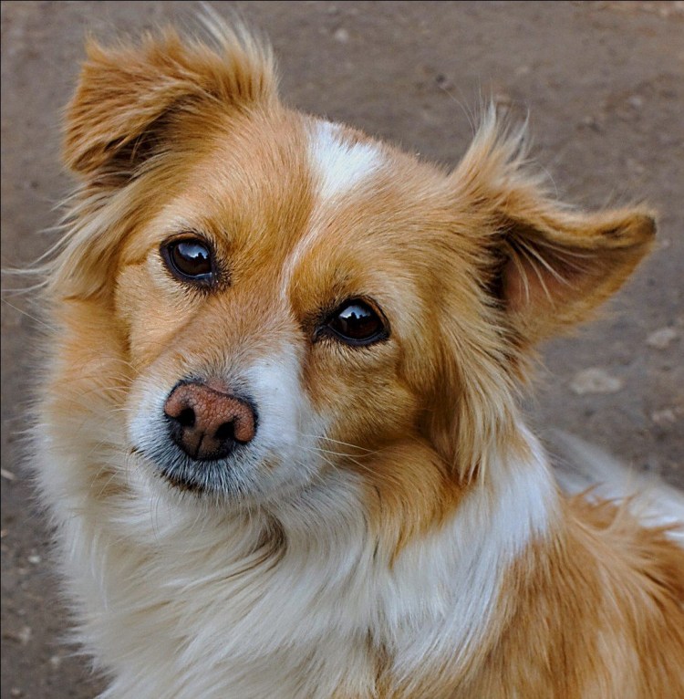 Каштанка порода собаки