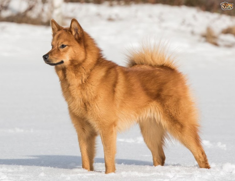 Finnish Spitz финский шпиц