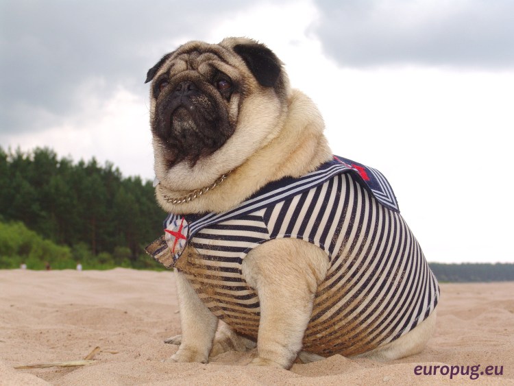 Мопс переросток