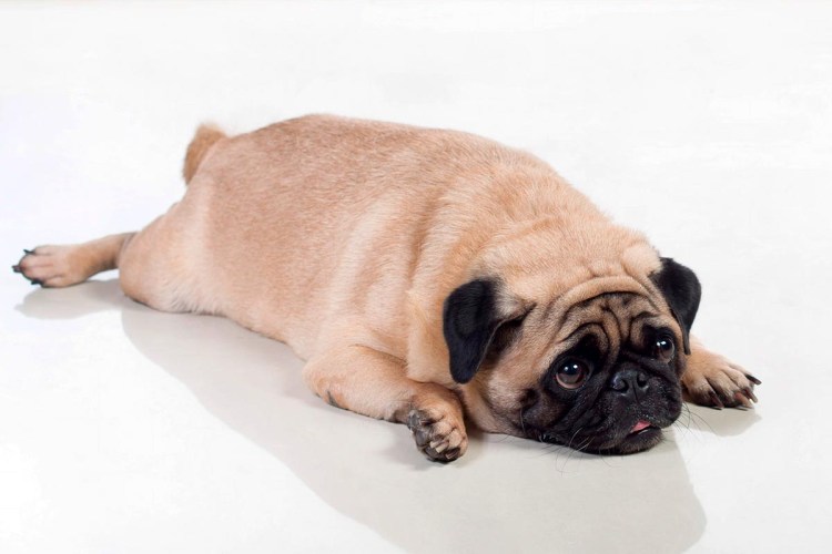 Мопс толстенький