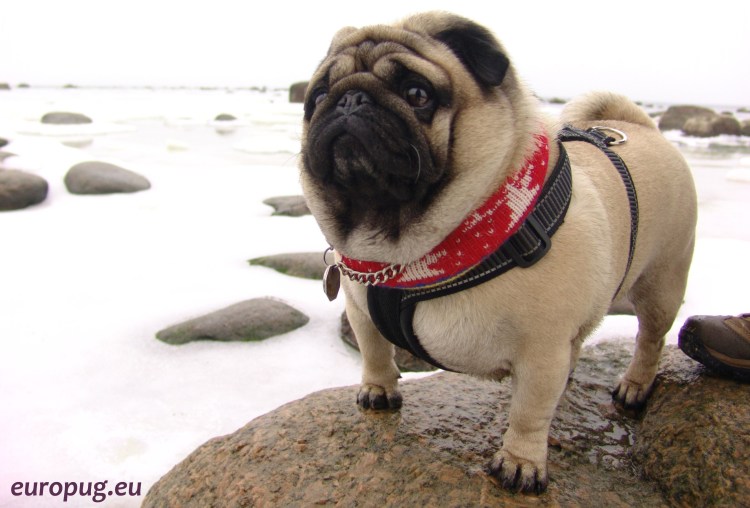 Ожиревший Мопс