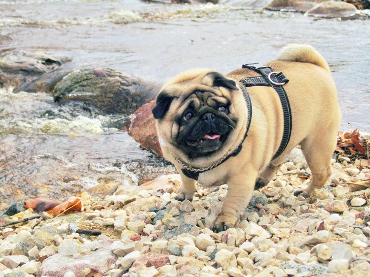 Собака Мопс