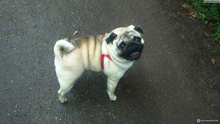 Жирные собаки