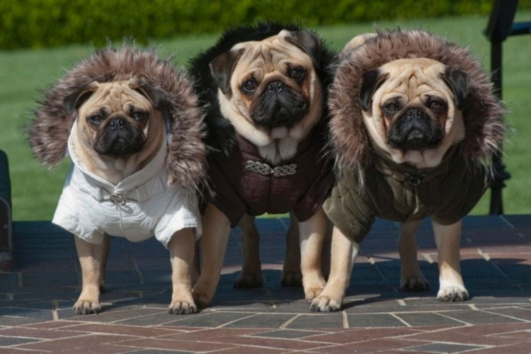 Антидепрессант из мопсов