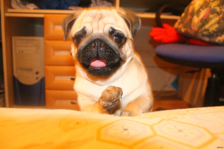 Толстый Мопс щенок