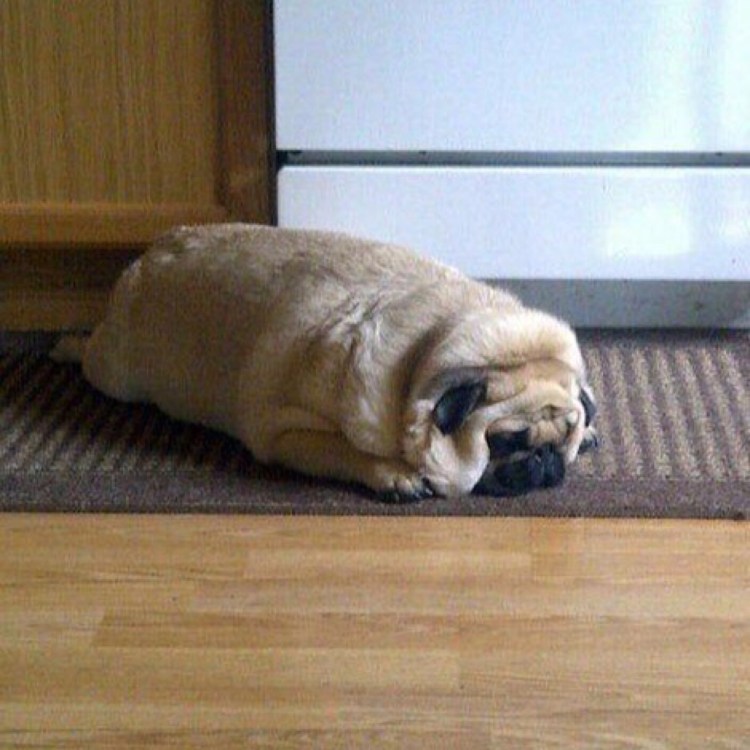 Мопс толстый и смешной