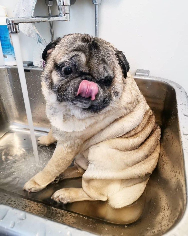 Перекормленный Мопс