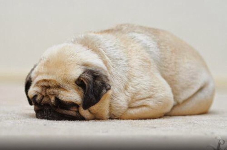 Мопс толстенький смешной