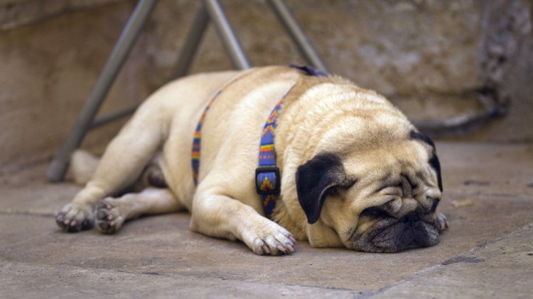 Собака Мопс