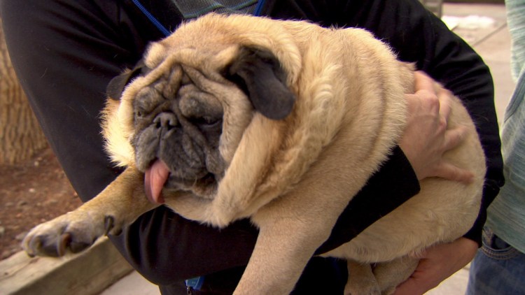 Самый толстый Мопс