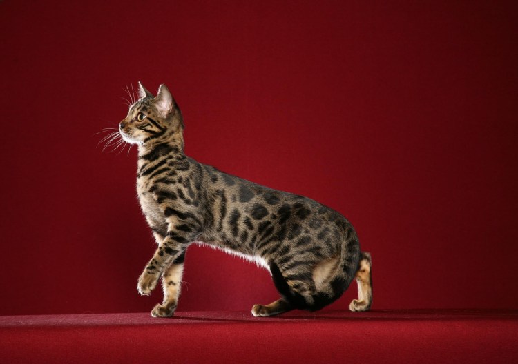 Черно белая кошка