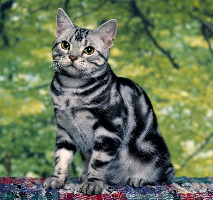 Породы кошек список