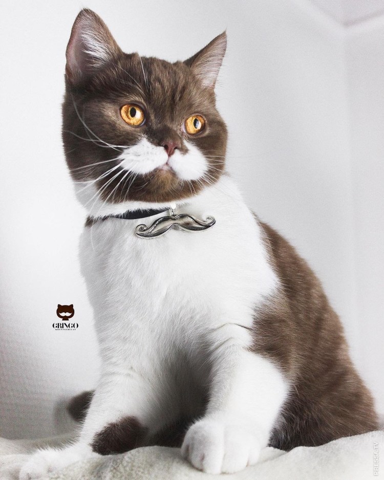 Шпротный окрас у кошек