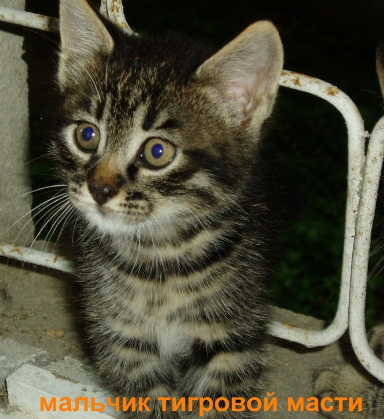 Определитель породы кошек