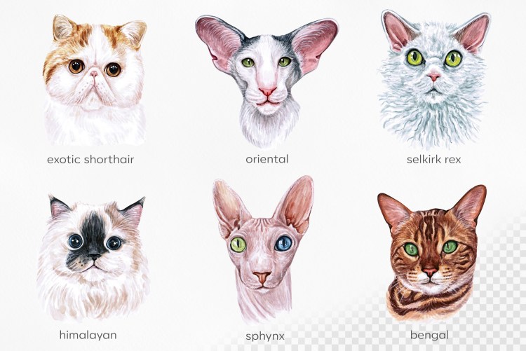 Окрасы бенгалов таблица