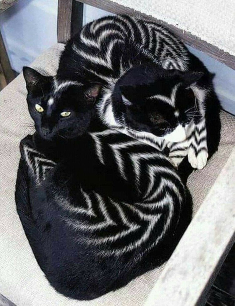 Европейская короткошерстная кошка черепаховая