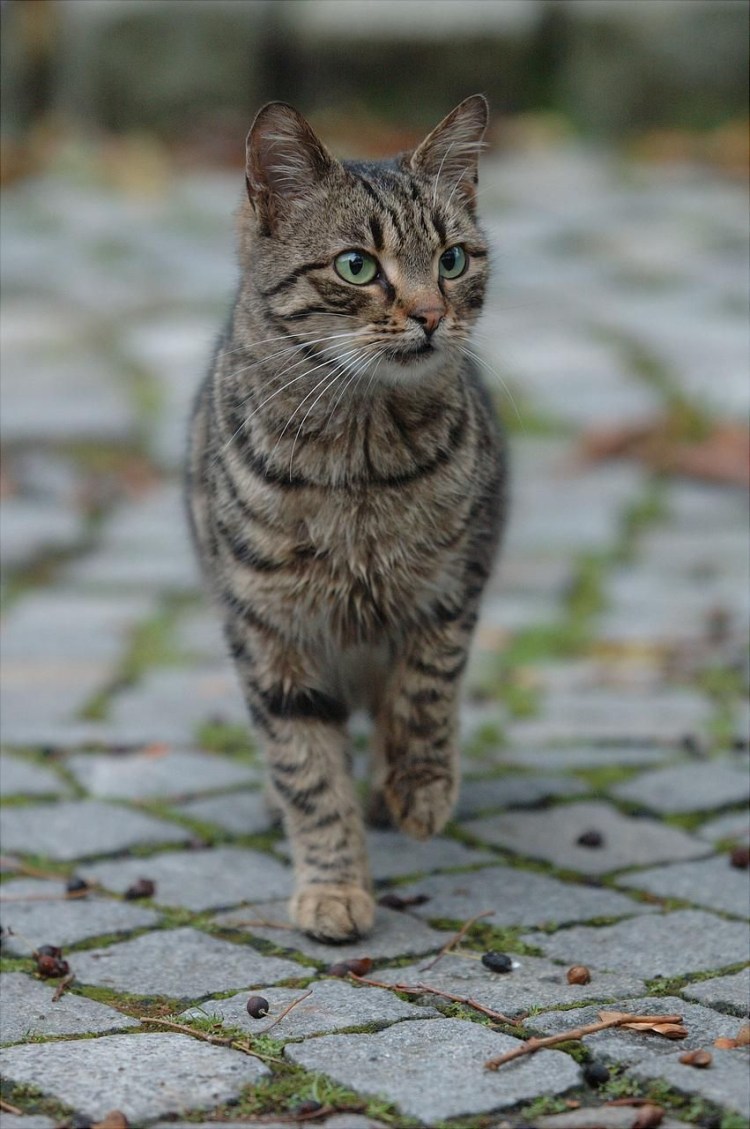 Котята разных расцветок