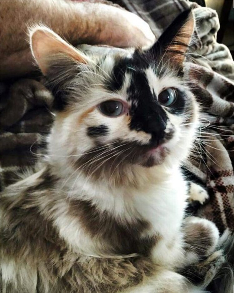 Азиатская табби кошка