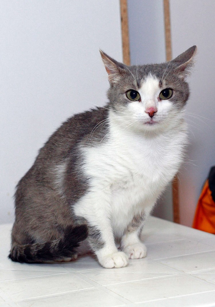 Египетская МАУ кошка