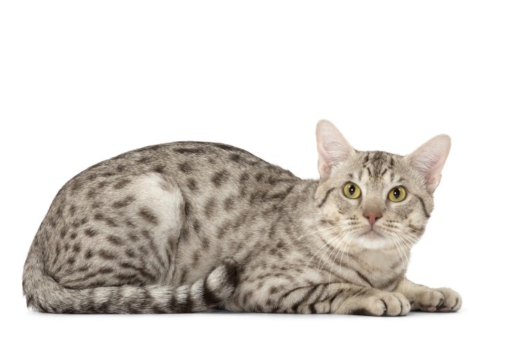 Балинезийская кошка короткошерстная