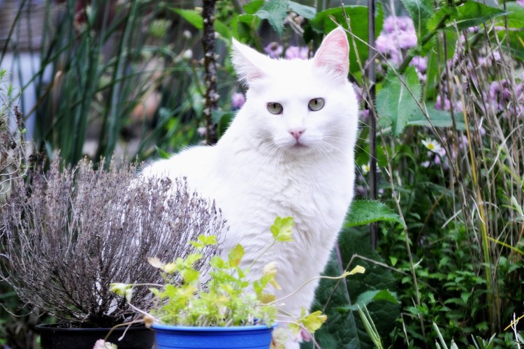 Сиамская кошка