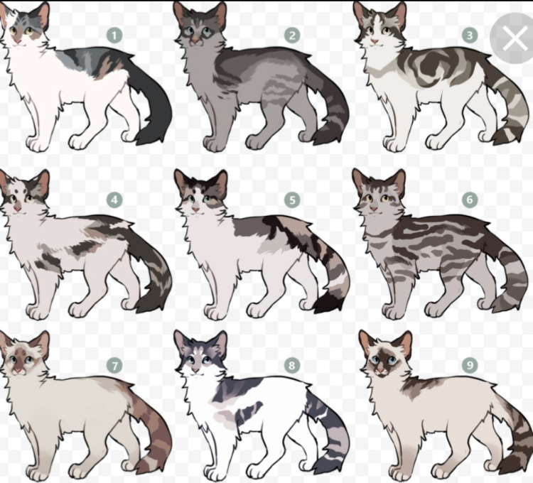 Определитель породы кошек