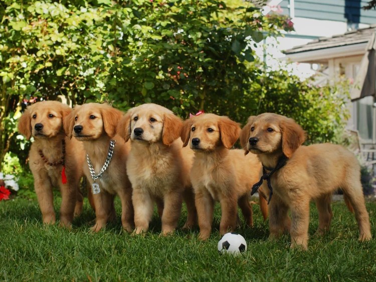 Порода собак шпиц мишка