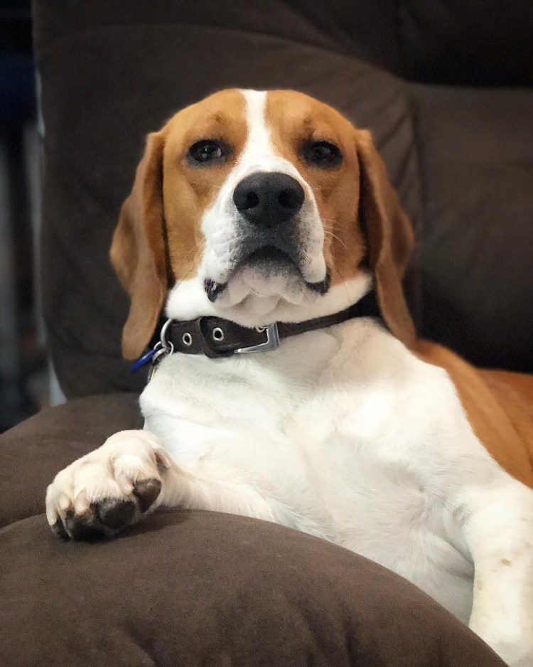 Бигль биколор щенок