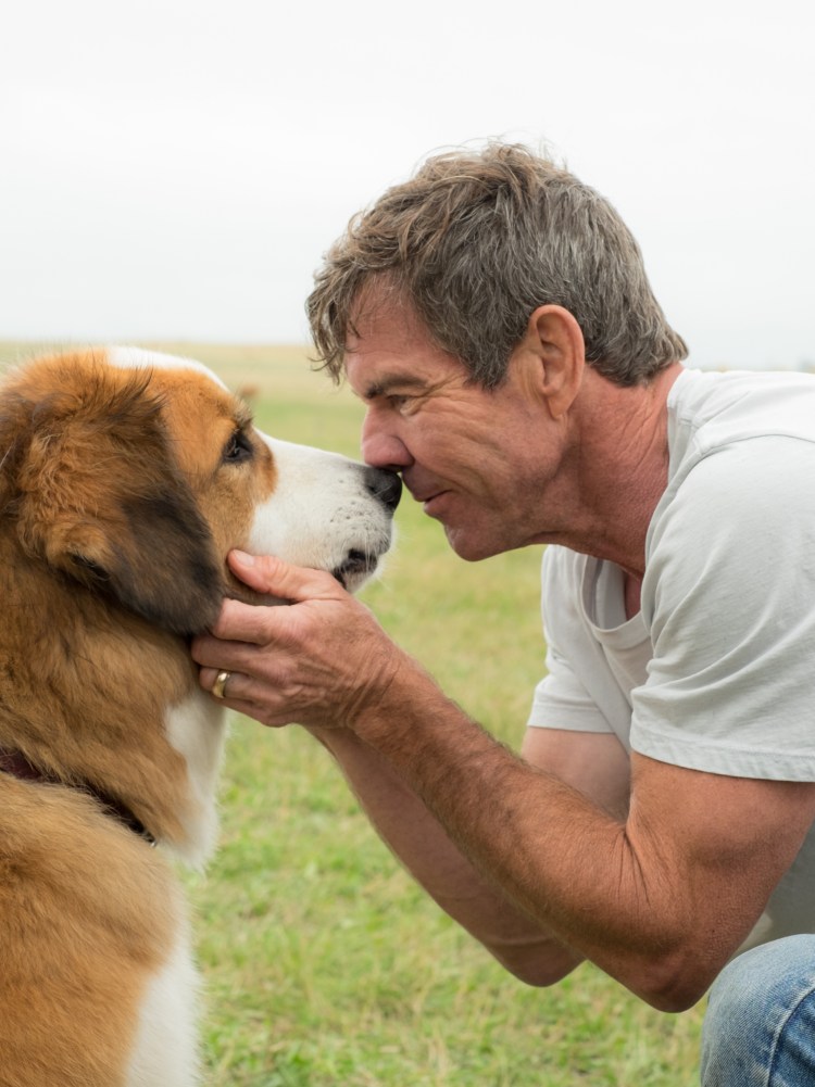 Боксёр порода собак