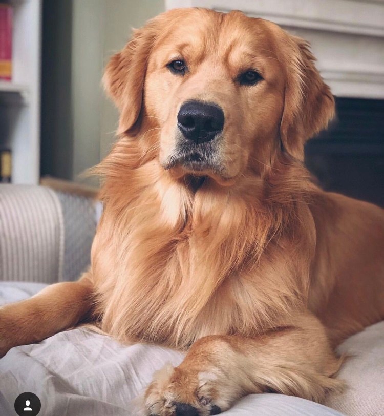 Лабрадор ретривер золотистый длинношерстный