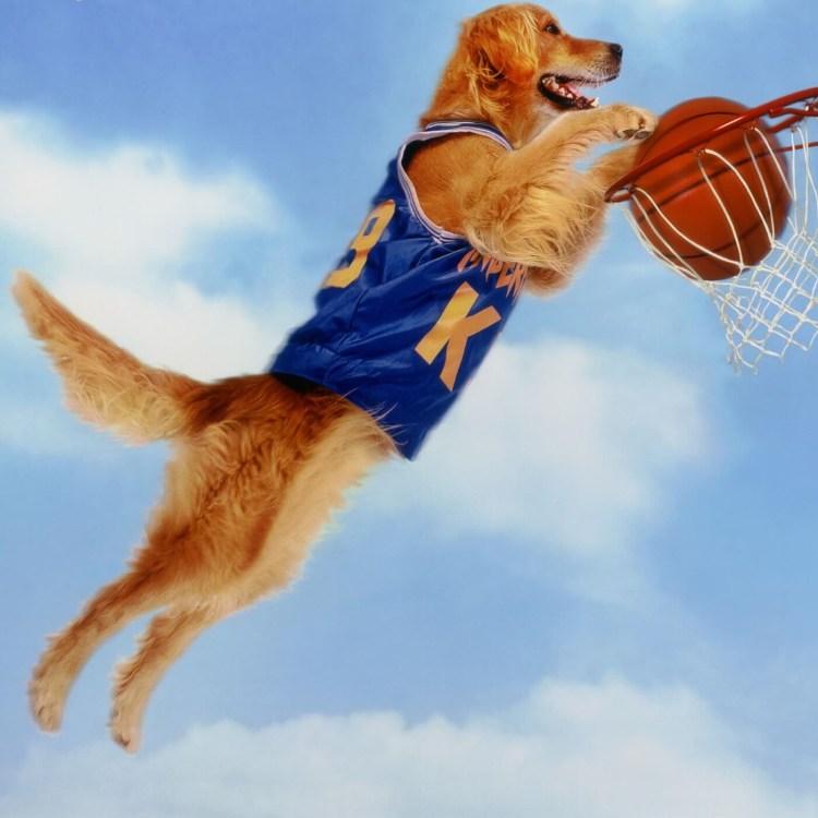 Бадди Король воздуха