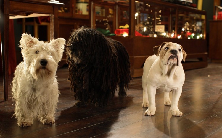 Американский стаффордширский терьер