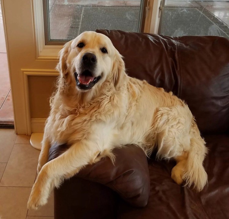 Золотистый ретривер