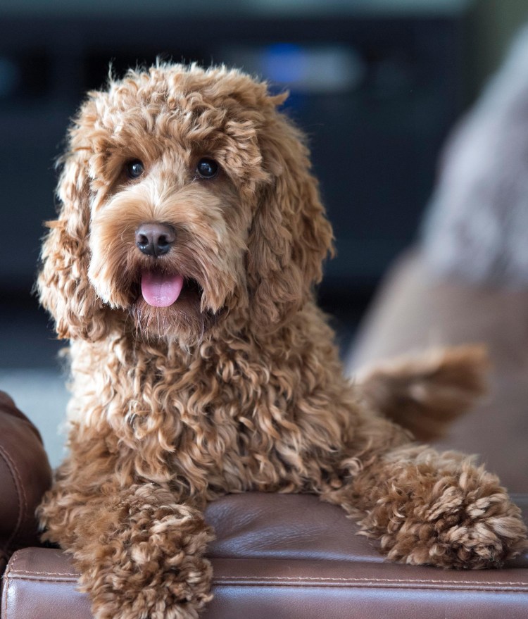 Бигль Молли собачья жизнь 2