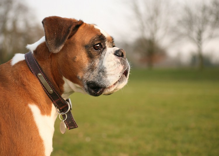 Померанский шпиц БОО