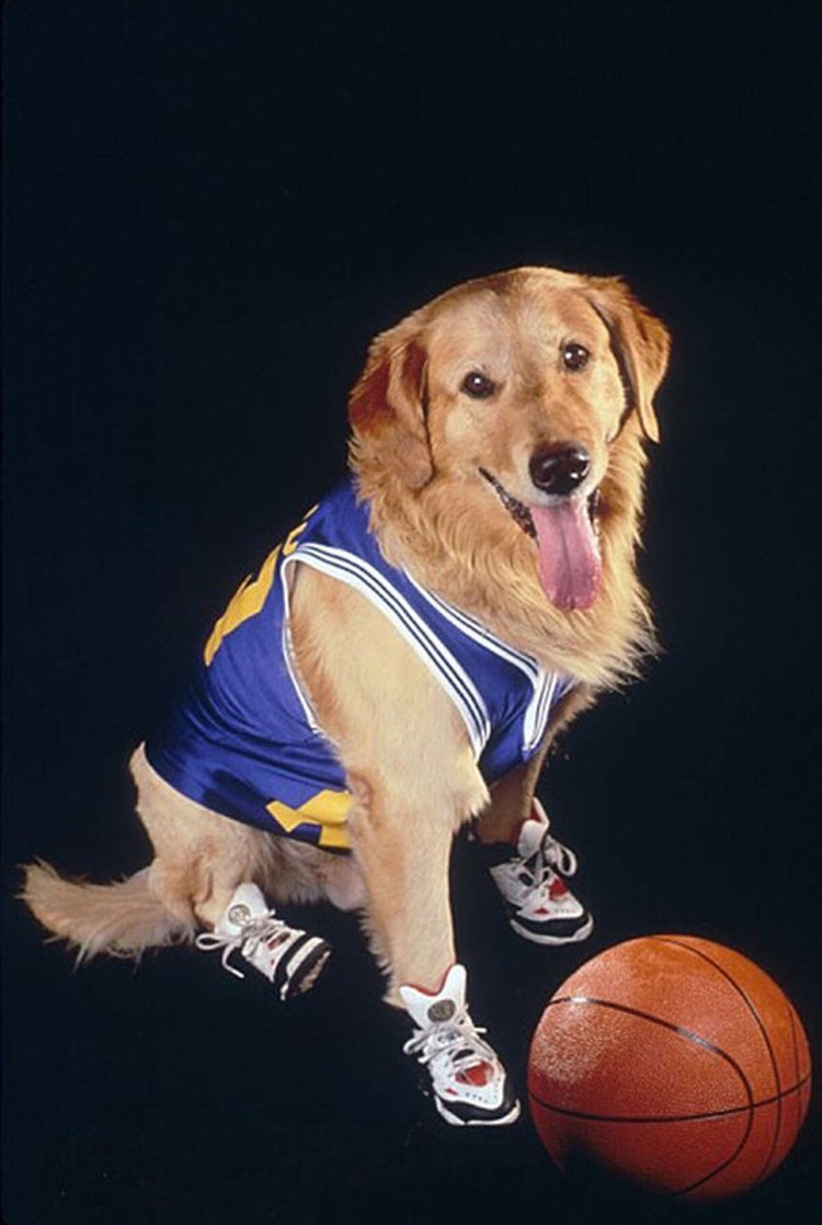 Бадди Король воздуха