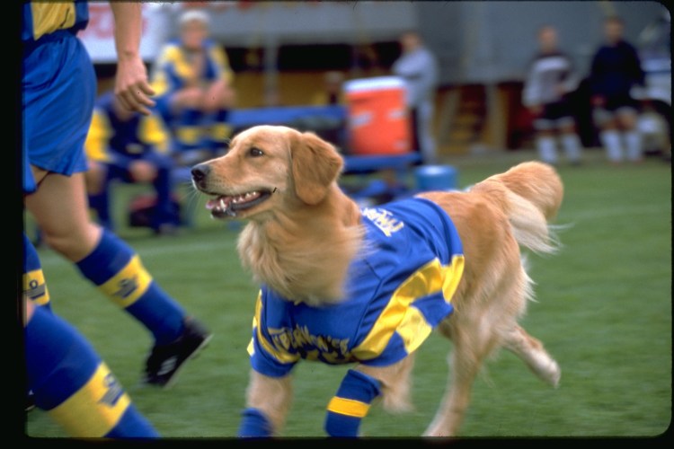 Король воздуха Air Bud, 1997