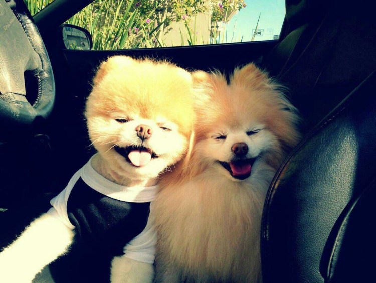 Красивые собаки домашние