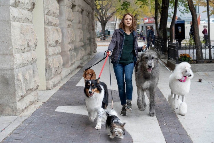 Собака из Санта Лапуса